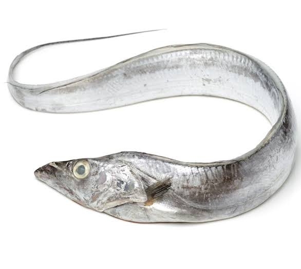 Ribbon Fish