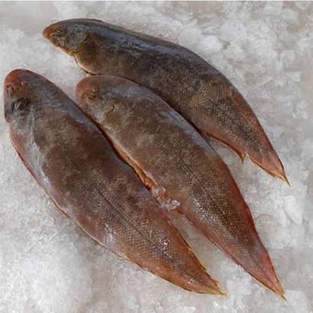Tongue Sole Fish