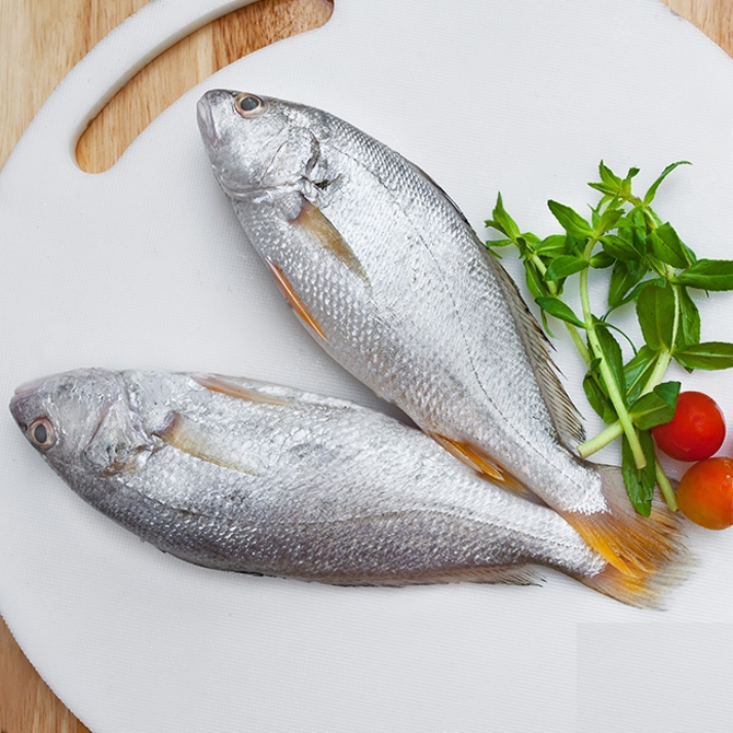 Silver Croaker