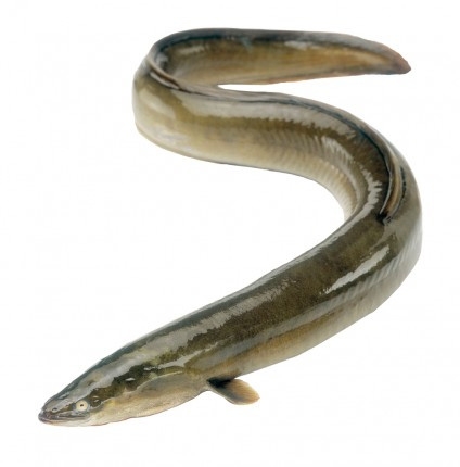 Conger Eel