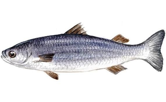 Grey Mullet