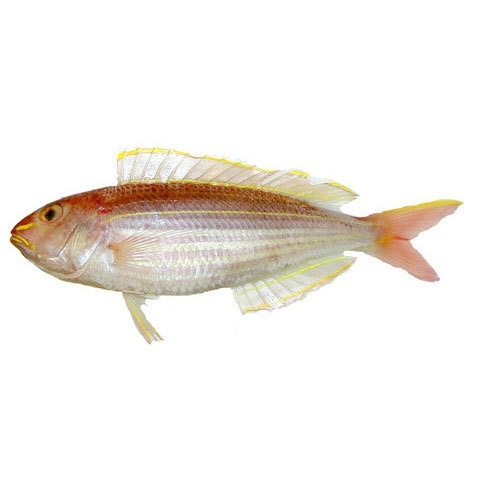 Japanese ThreadFin Bream