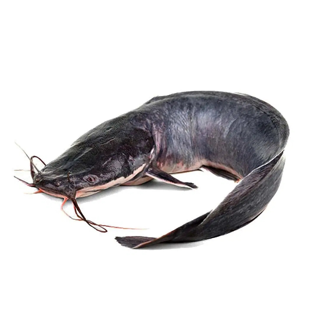 Cat Fish