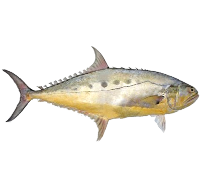 Queen Fish