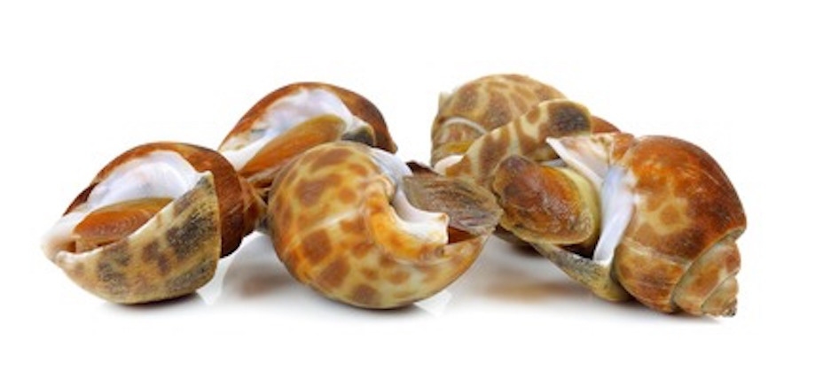 Topshell