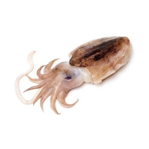 Cuttle Fish