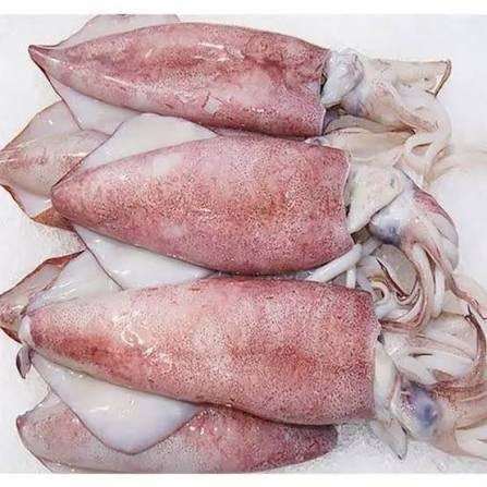 Cephalopods