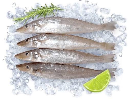 Silver Sillago